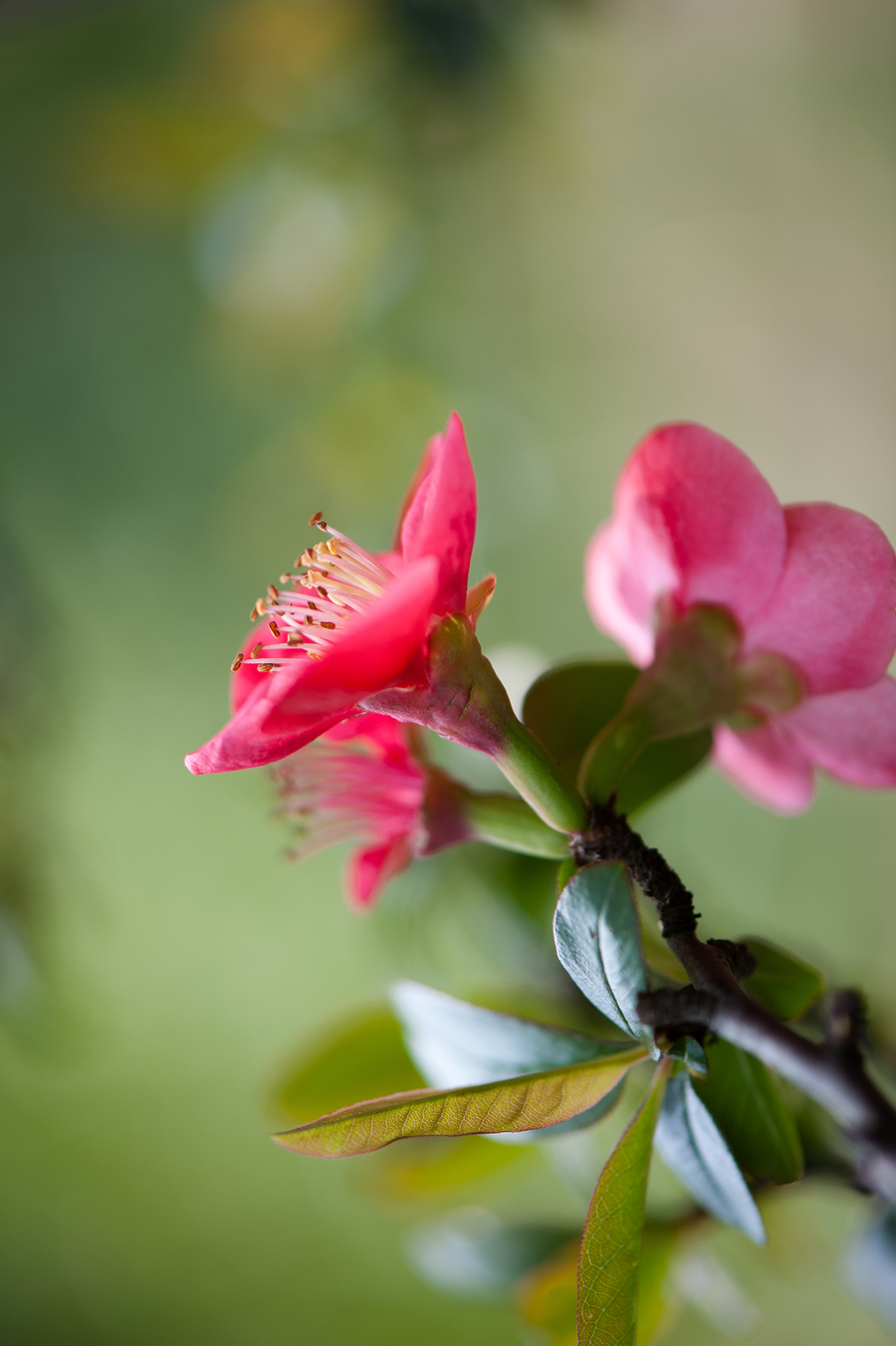 海棠花是什么花(海棠花是什么花科)