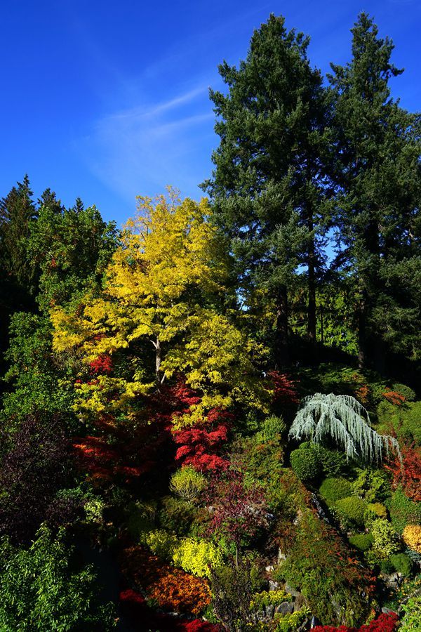 秋天的花园景象图片