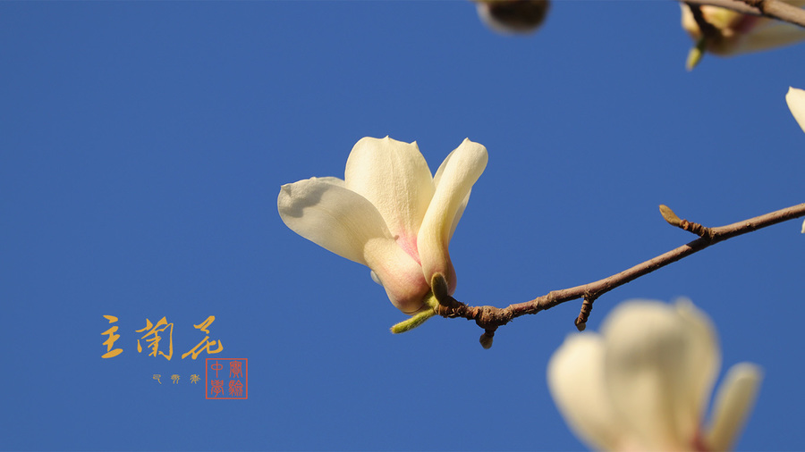 【校園玉蘭花攝影圖片】生態攝影_太平洋電腦網攝影部落