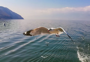 洱海的海鸥