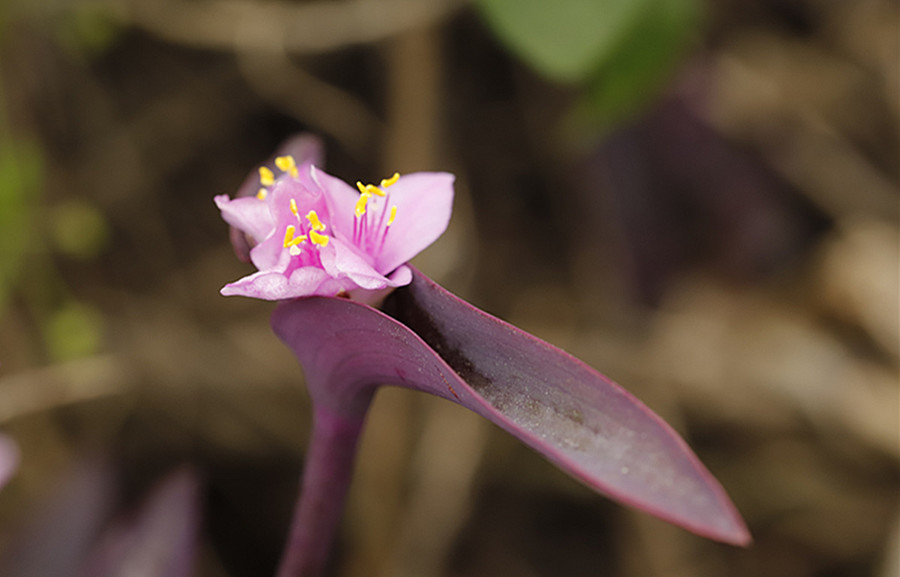 四季開花紫竹梅