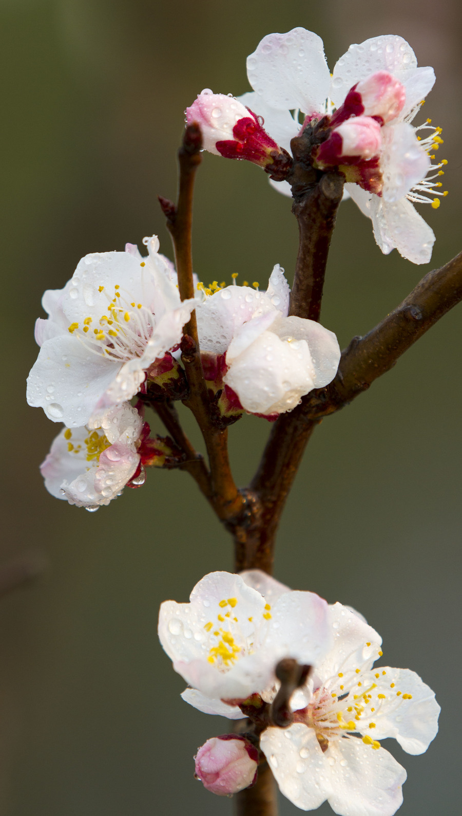 春天各种花开的图片图片