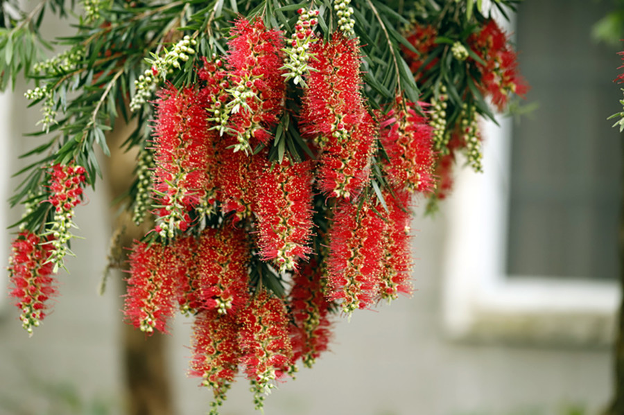 紅千層笑在春風裡別樣紅