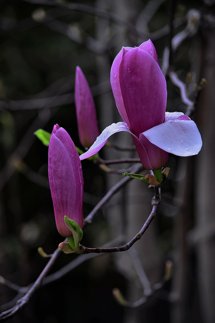紫玉兰的样子图片