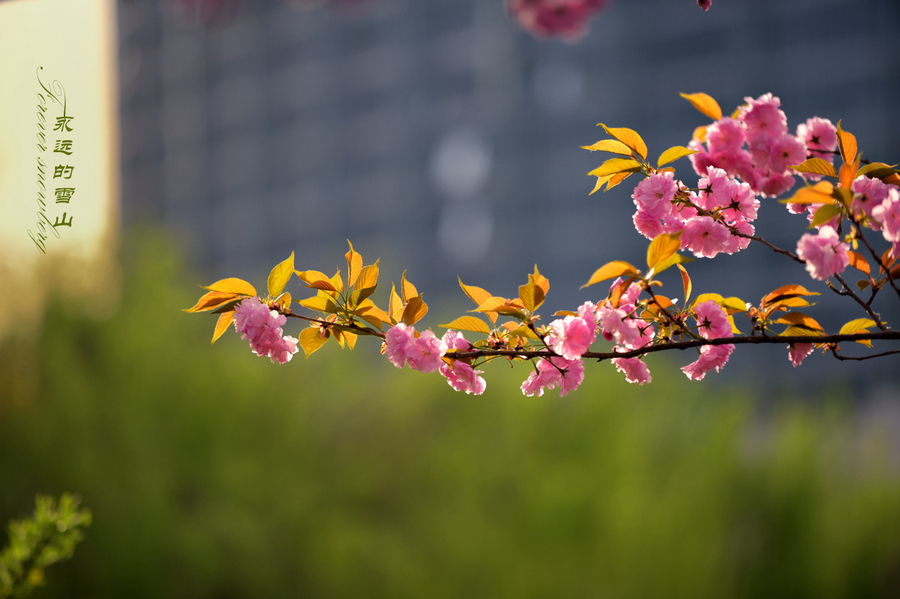 春暖花开