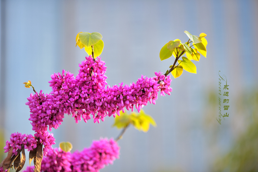 春暖花开