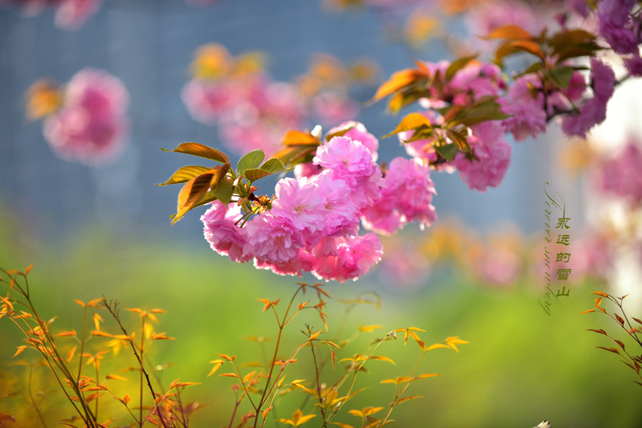 春暖花开