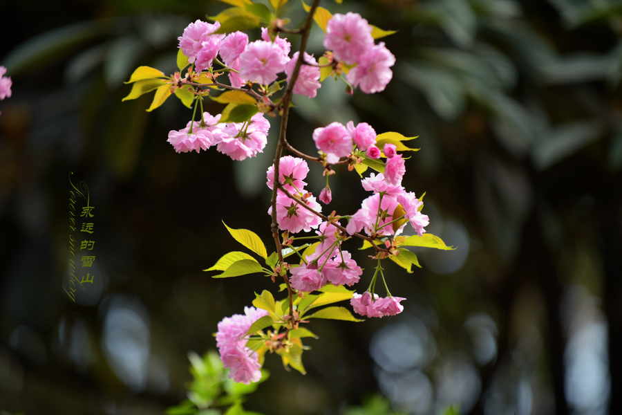 春暖花开