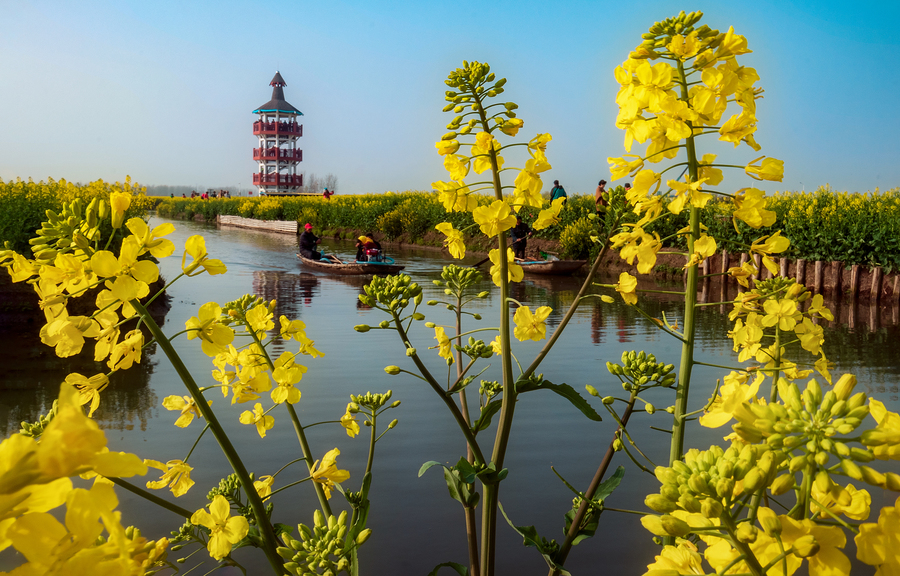 永泰丘演村油菜花图片