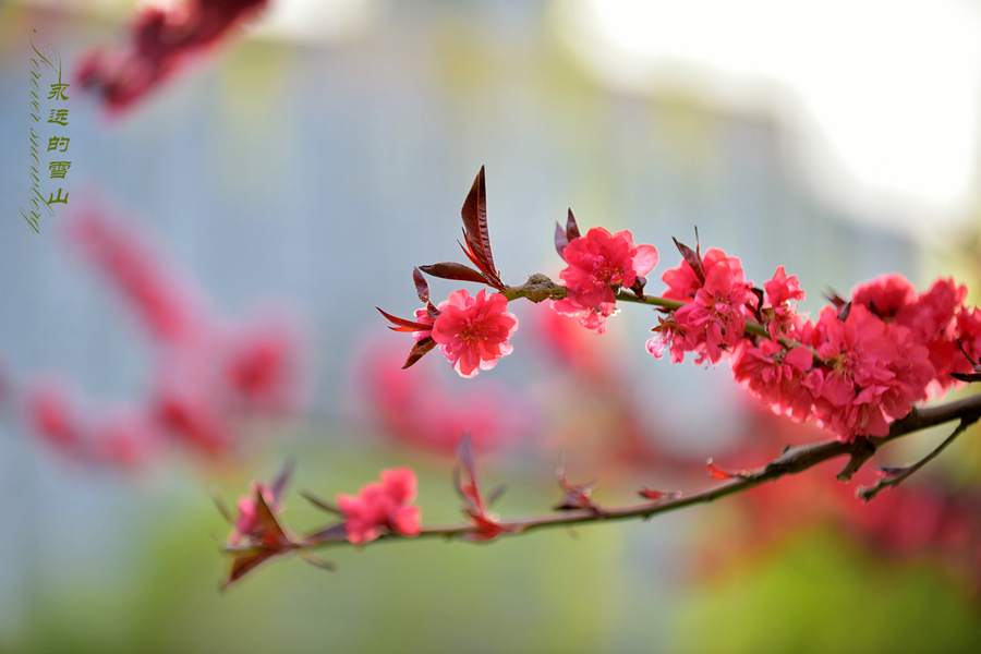 春暖花开