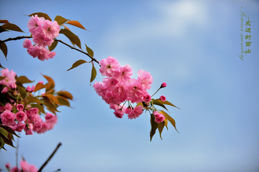 春暖花开