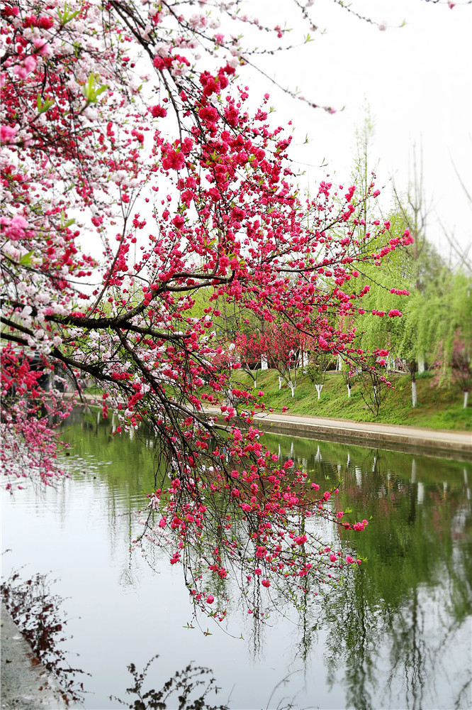 桃花烂漫春意浓