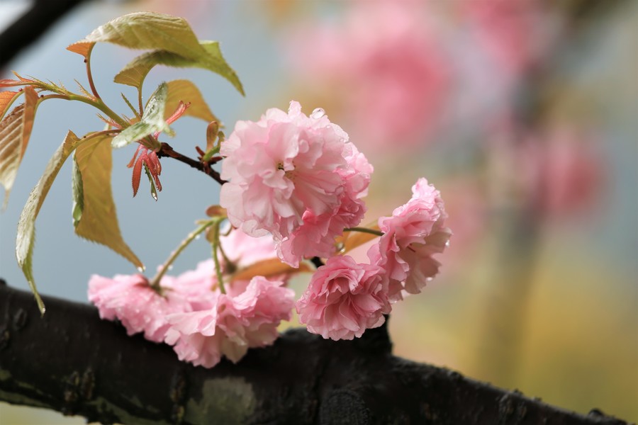 雨 樱花