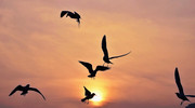 青岛夕阳与海鸥