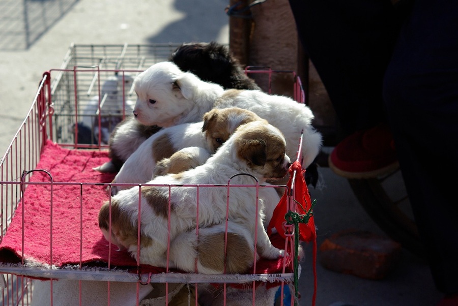 小板桥狗市场图片