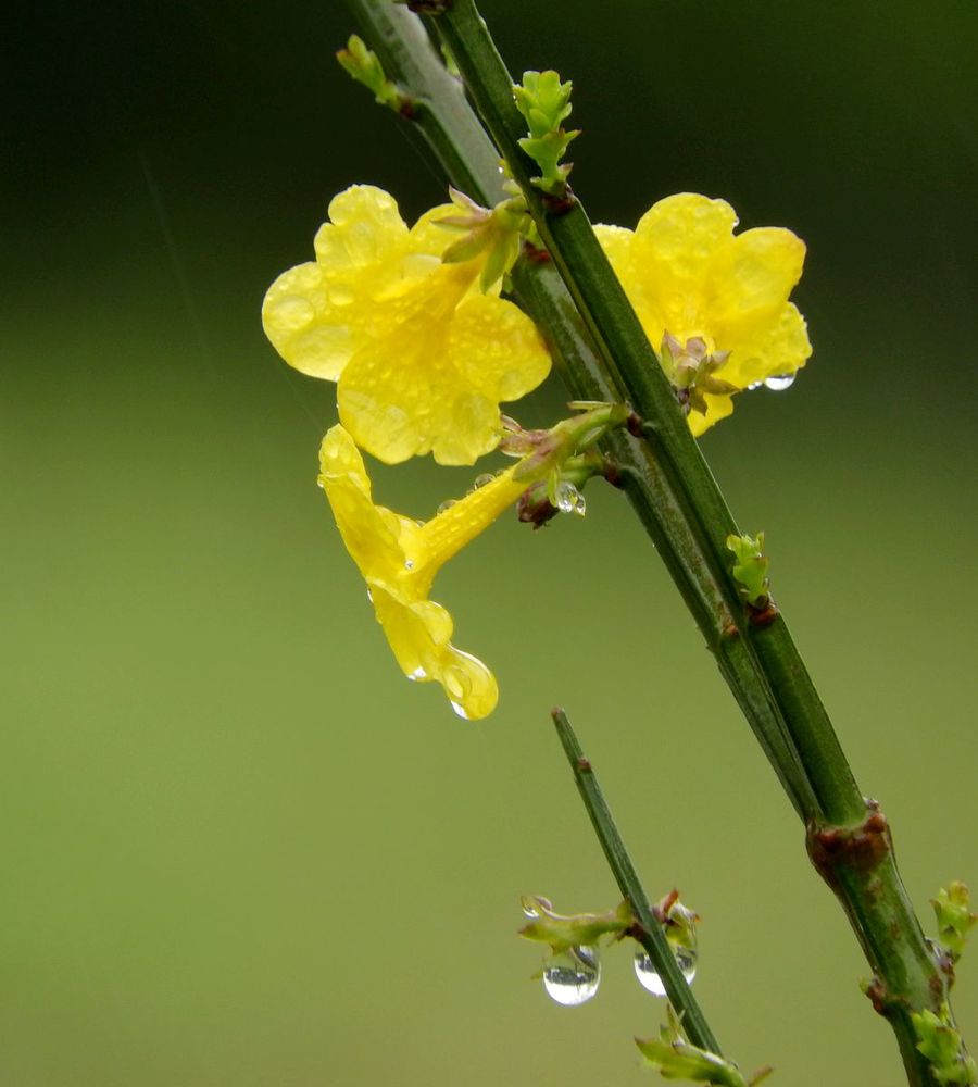 雨露花语