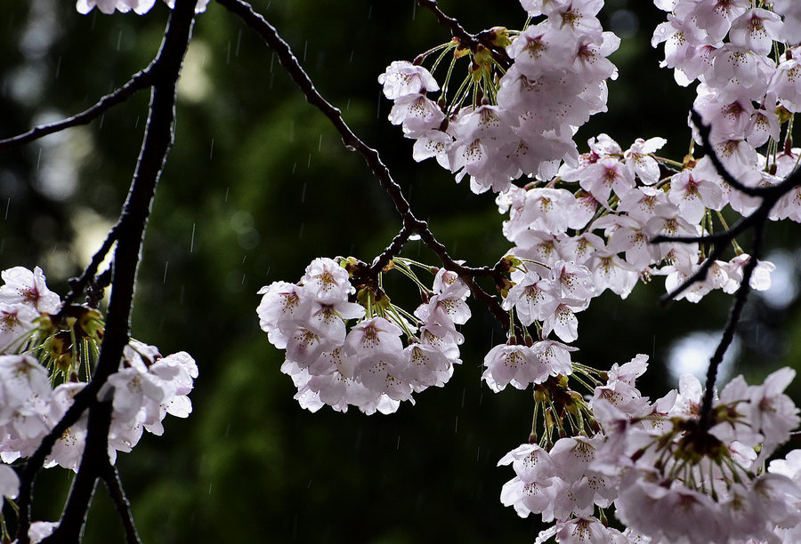 青岛雨中的樱花