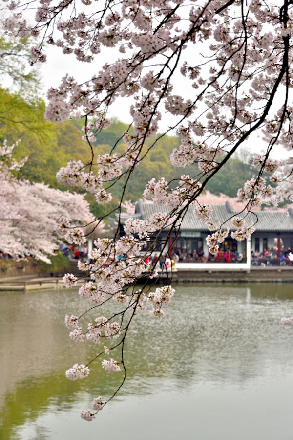 范蠡湖公园樱花图片
