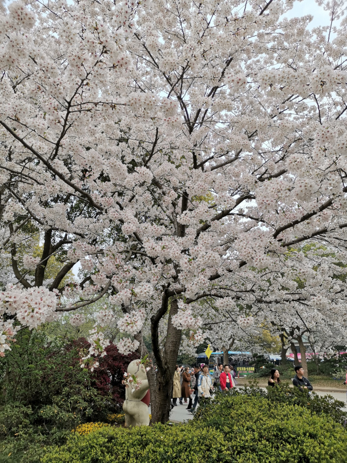 无锡鼋头渚樱花品种图片