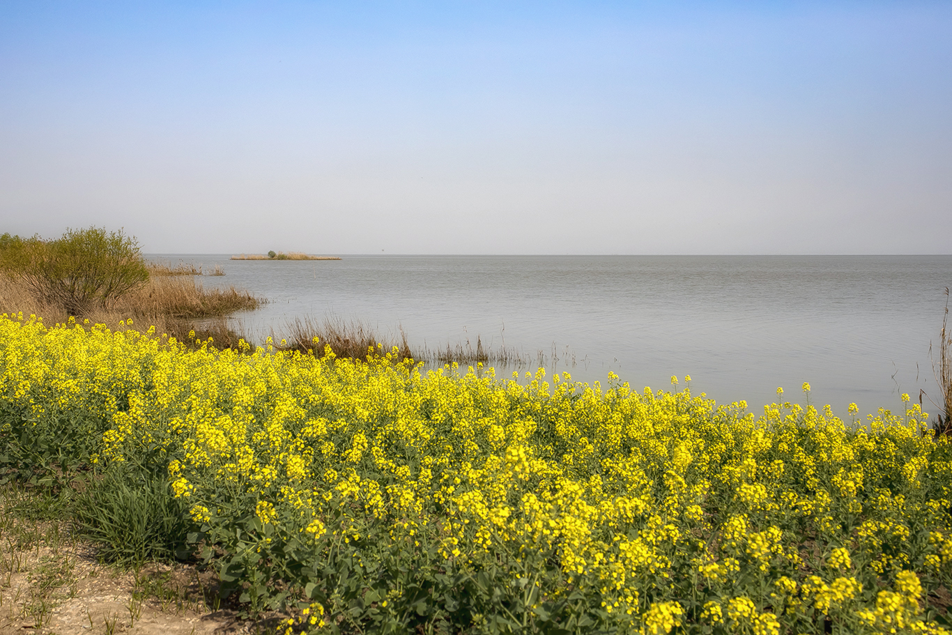 高邮湖滨油莱花