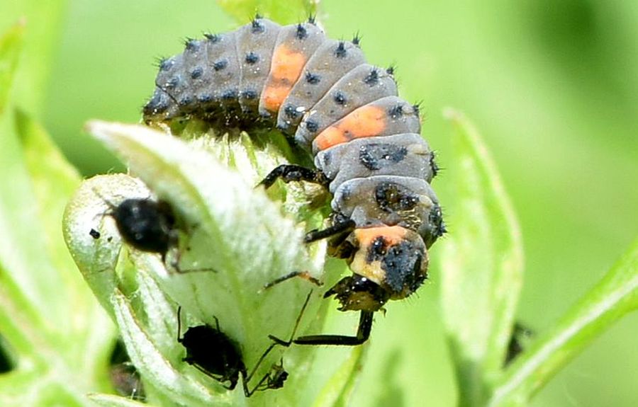 瓢甲幼虫图片