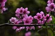 青岛雨中的桃花