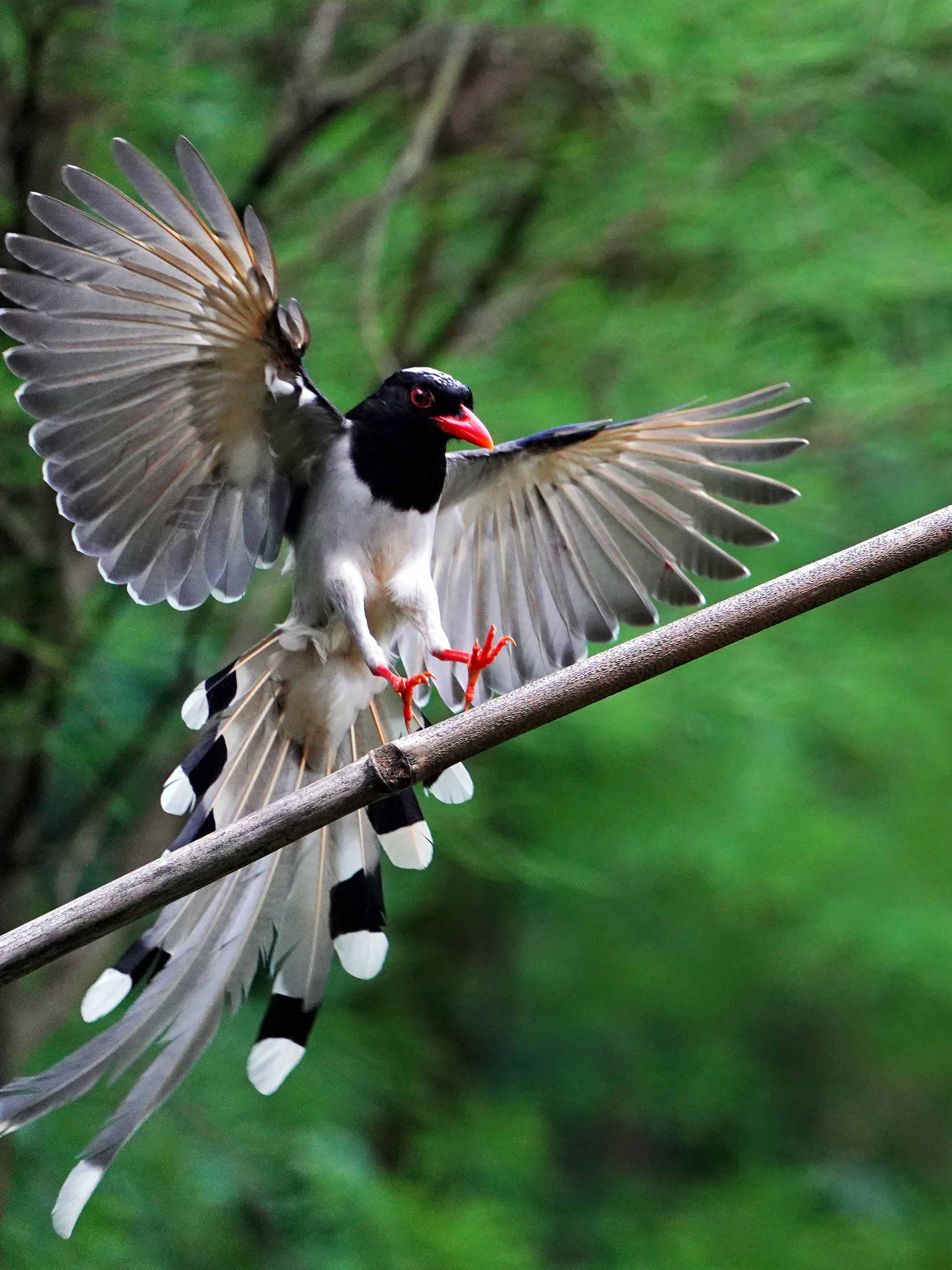 红嘴蓝鹊-鼎湖山鸟类-图片