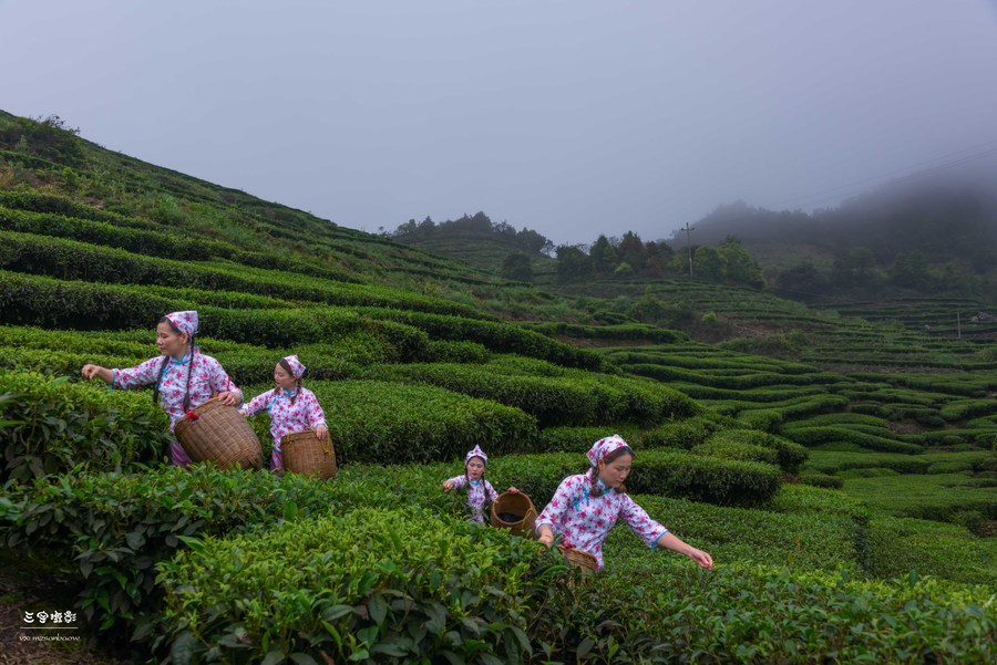 采茶姑娘茶山走图片