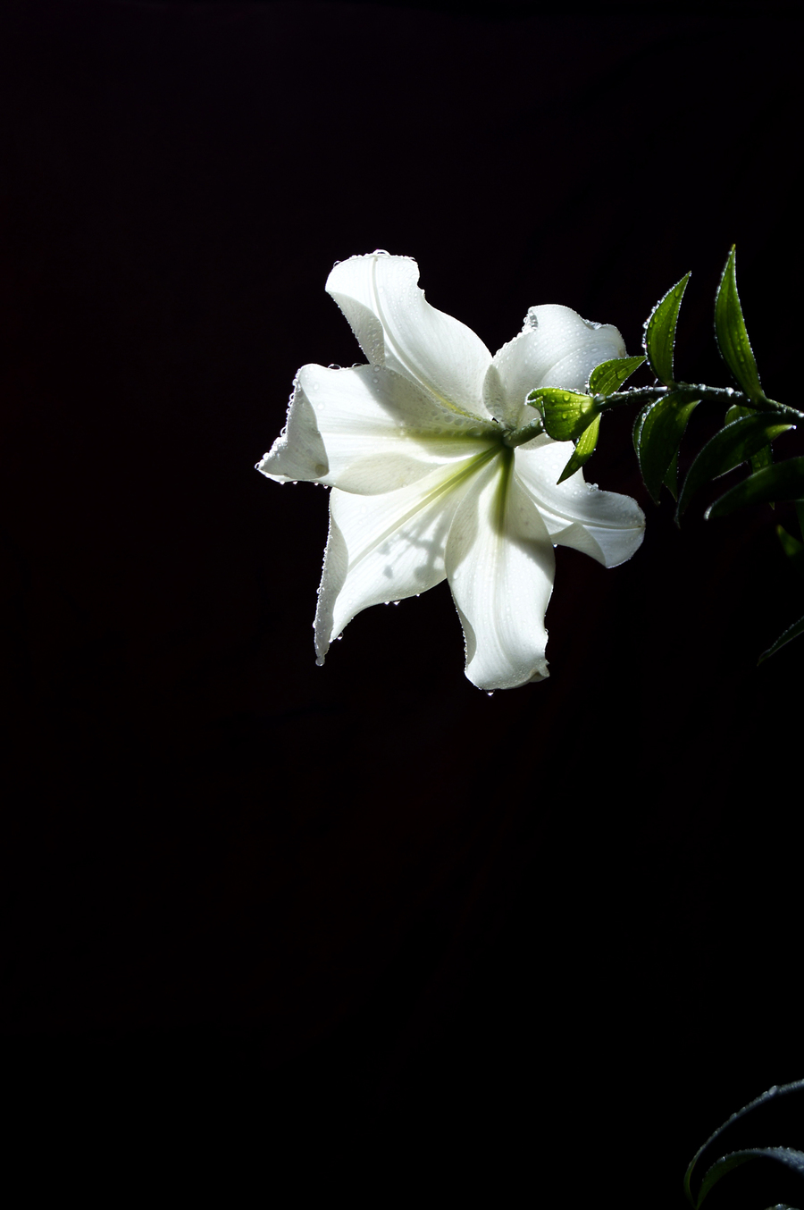 黑色百合花的寓意图片