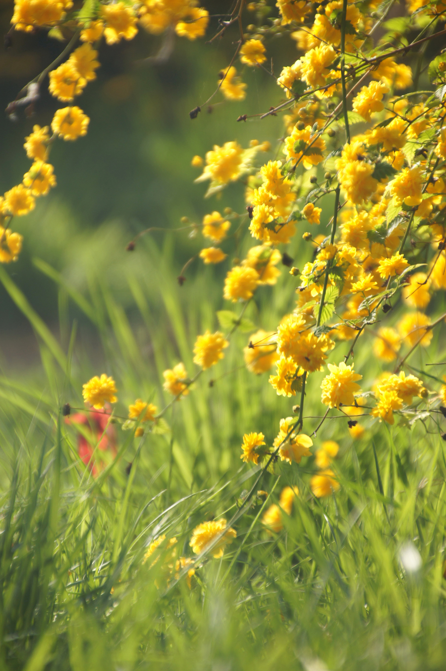 《花儿朵朵》