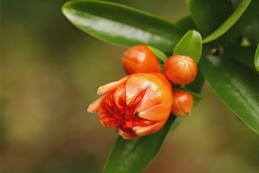 石榴花蕾