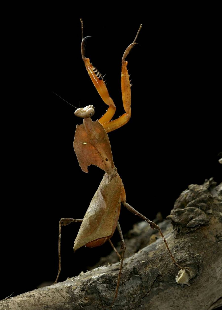 远古螳螂图片图片