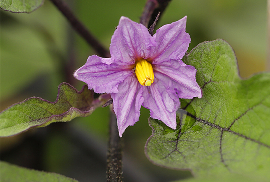 紫色茄子花