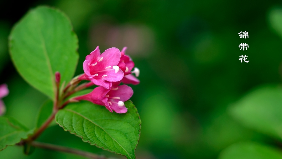 锦带花(锦带花怎么修剪)