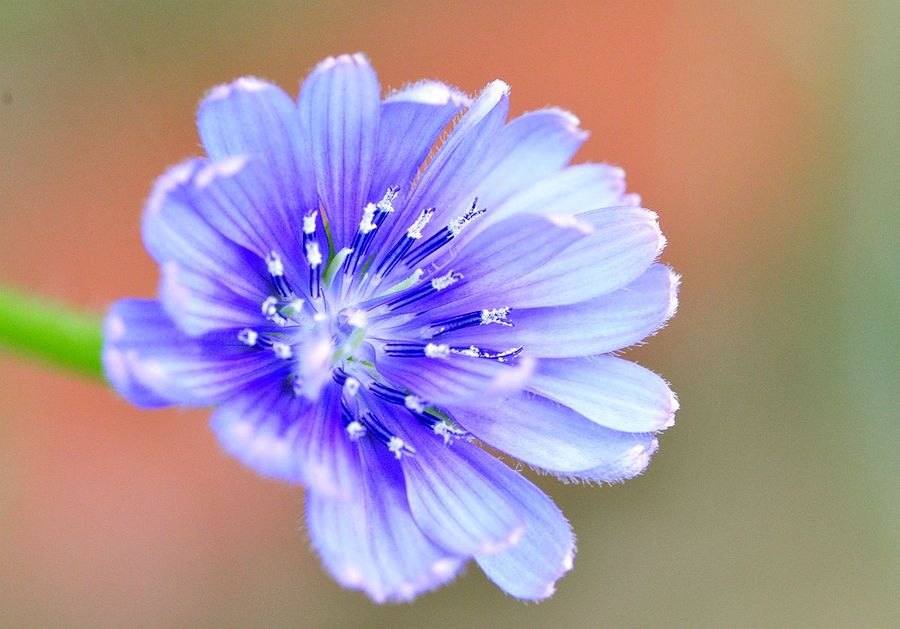 微距花卉