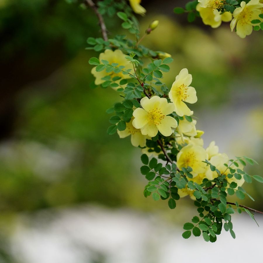 小黄花必看的图片图片