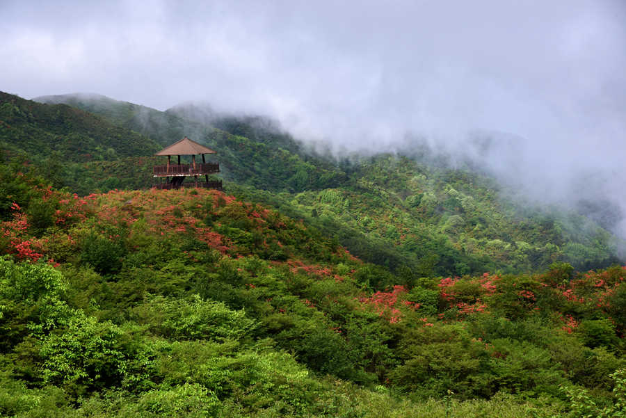 大围山杜鹃花海(2)