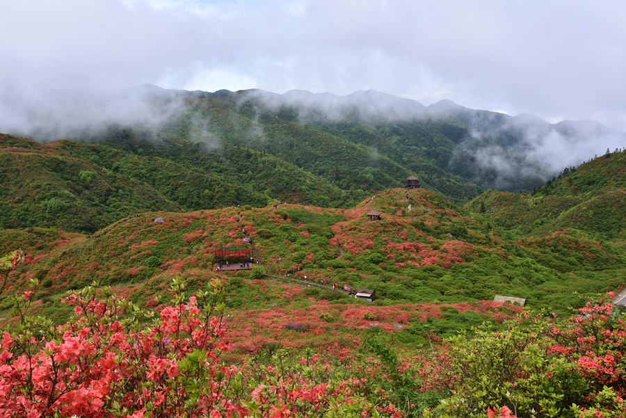 大围山杜鹃花海(4)