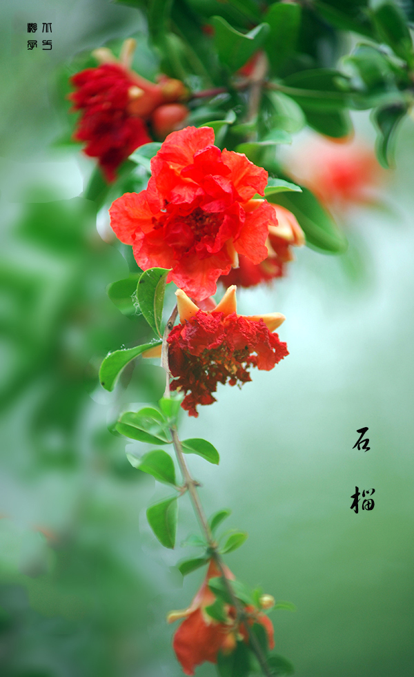 豎幅石榴花