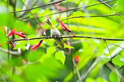 【鸟趣】龙牙花与绣眼鸟