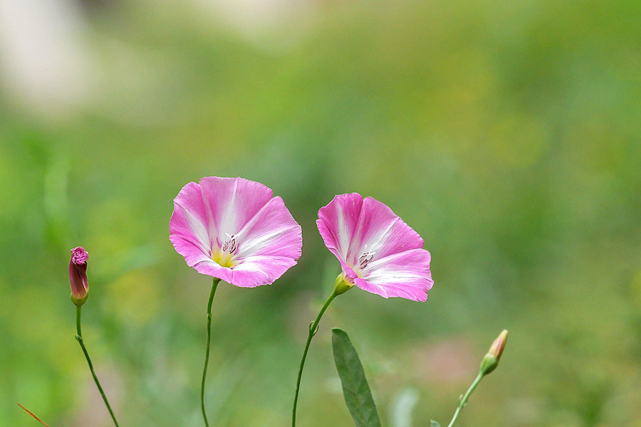 花花草草(7)