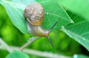 雨后蜗牛