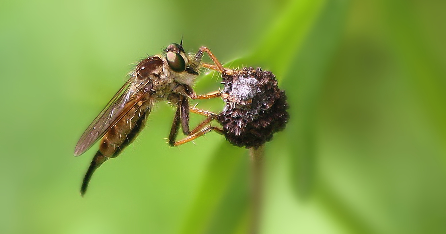 蜂虻属 Bombylius – IISDW