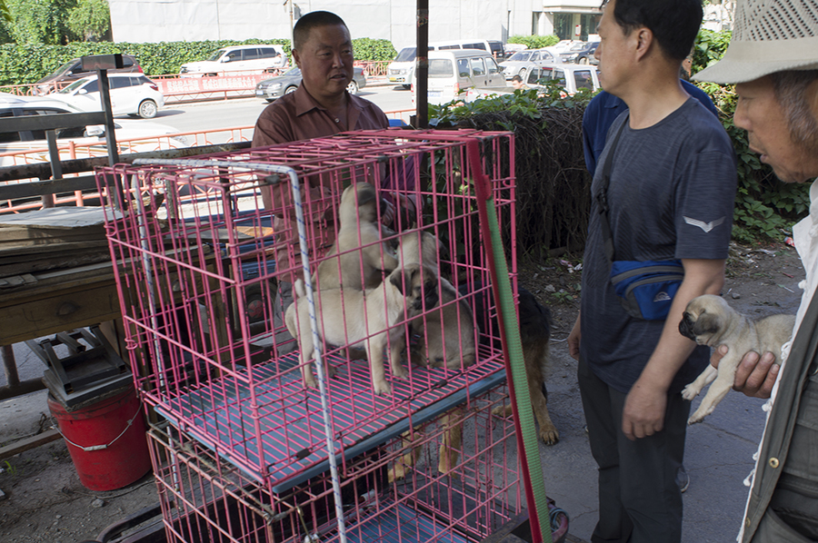 汉中猫狗市场图片