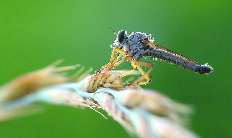 食蚜蝇捕食图片