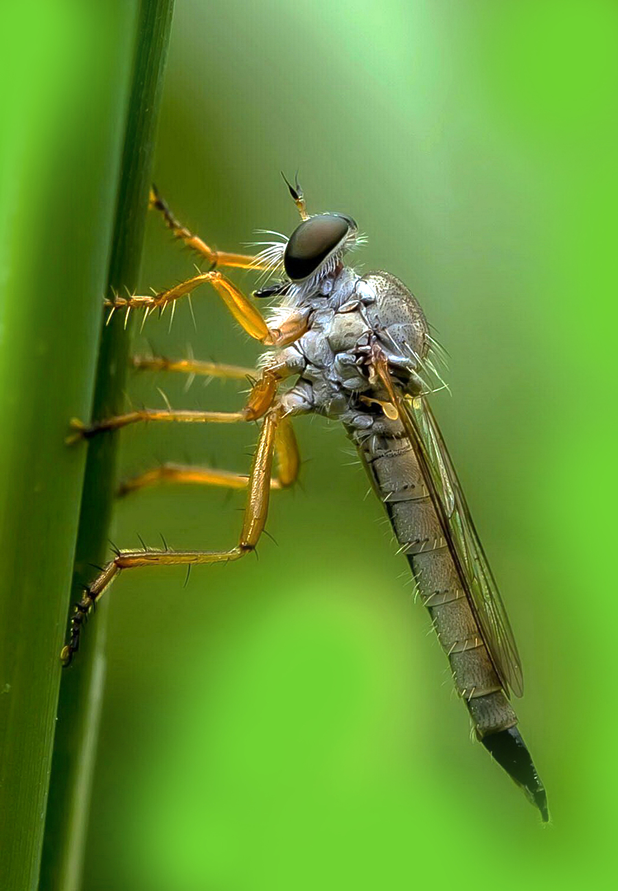 大灰食蚜蝇图片