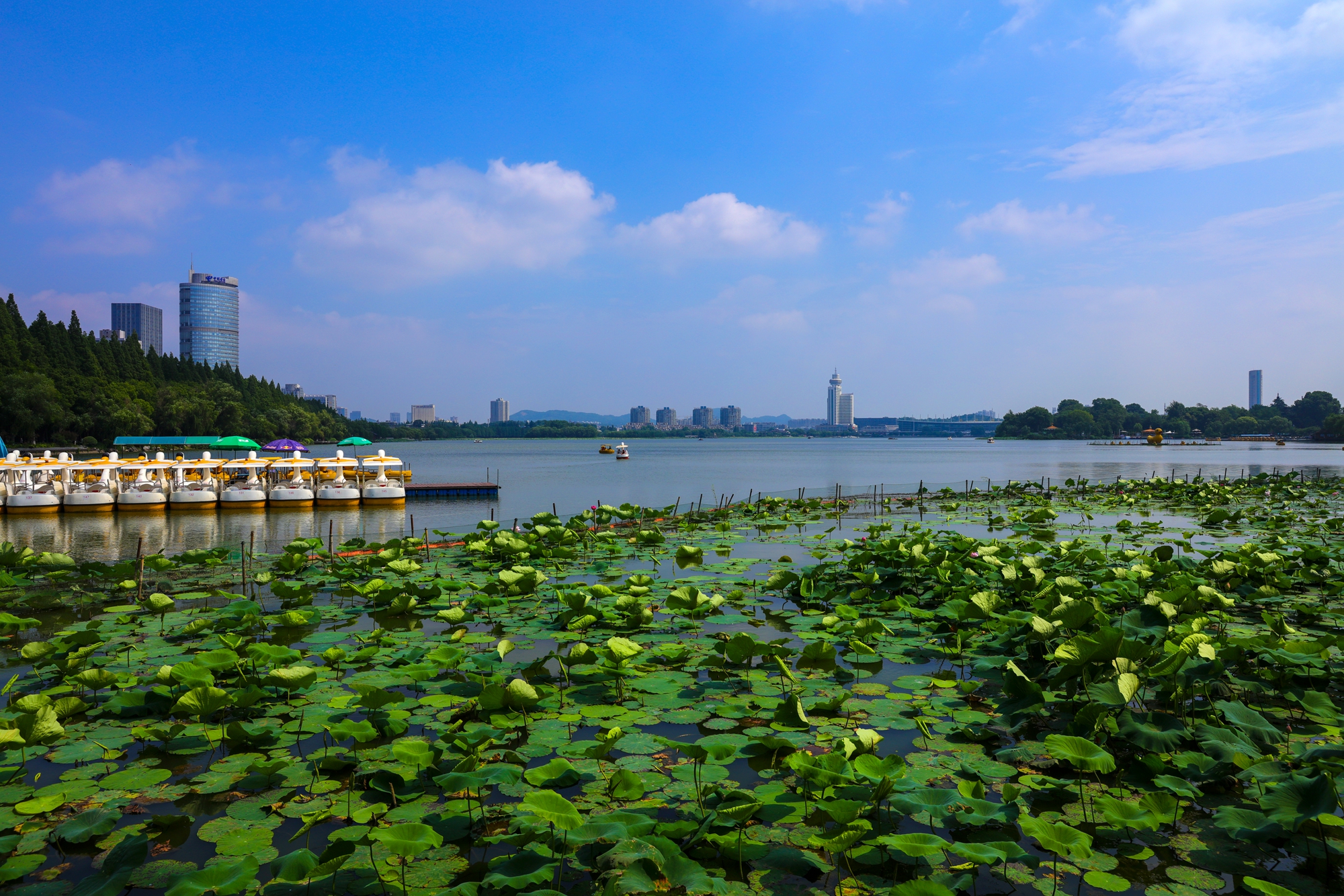 玄武湖之夏