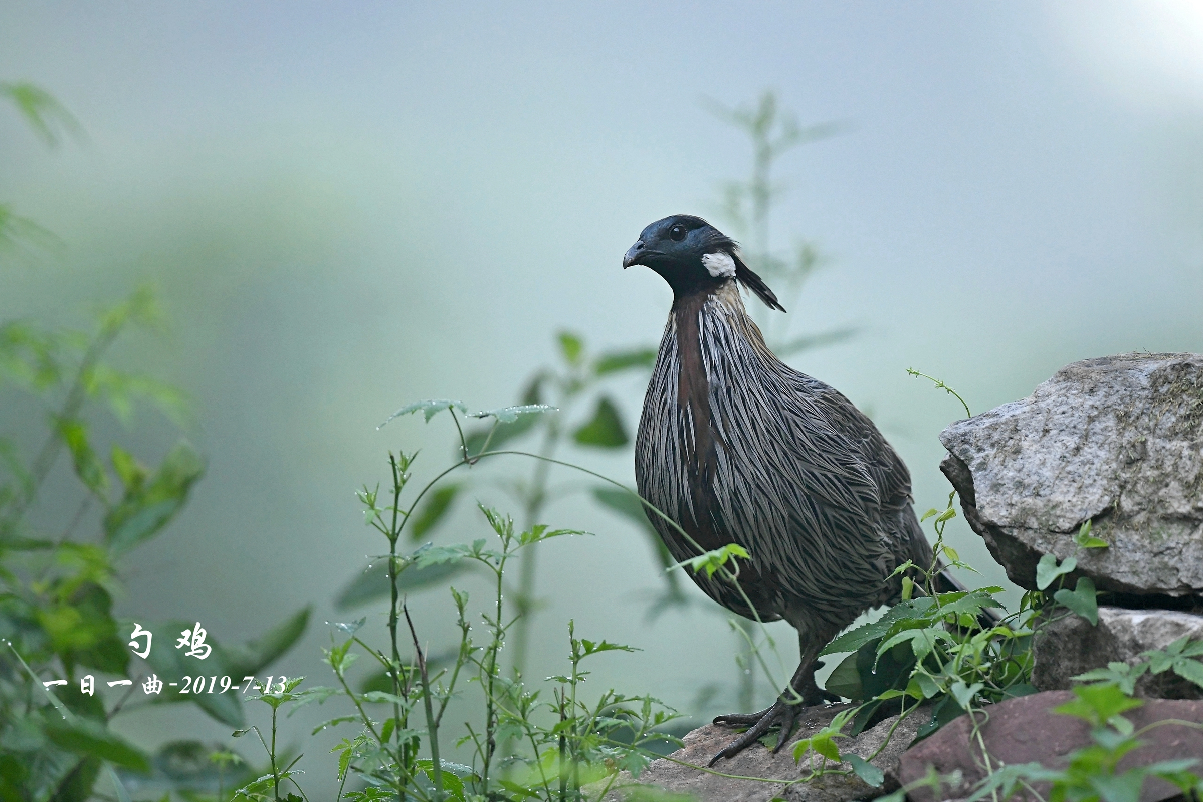 四川唐家河国家级自然保护区：勺鸡 - 中国自然保护区生物标本资源共享平台