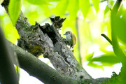斑姬啄木鸟