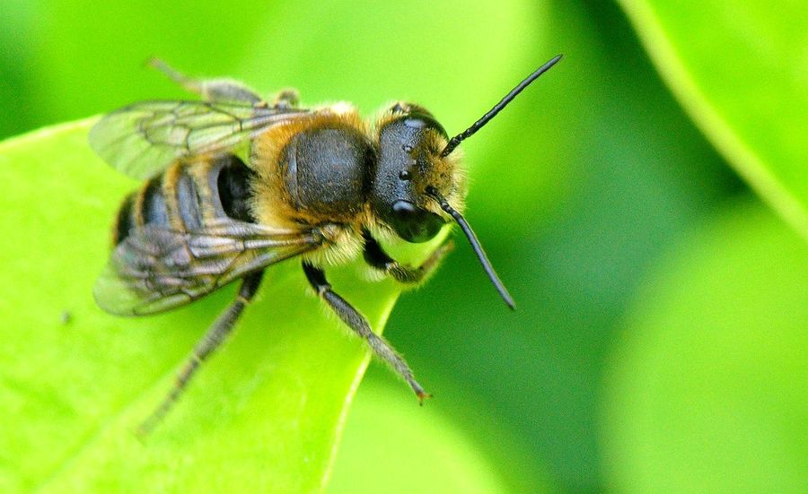 蜂子有哪些种类图片图片
